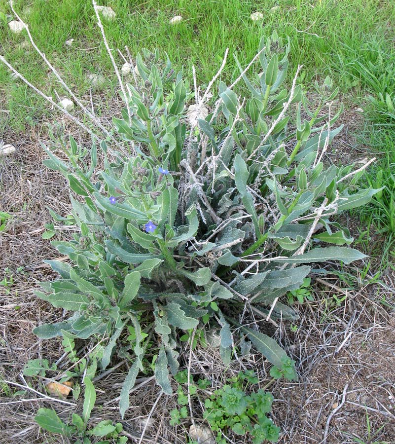 Изображение особи Anchusa strigosa.