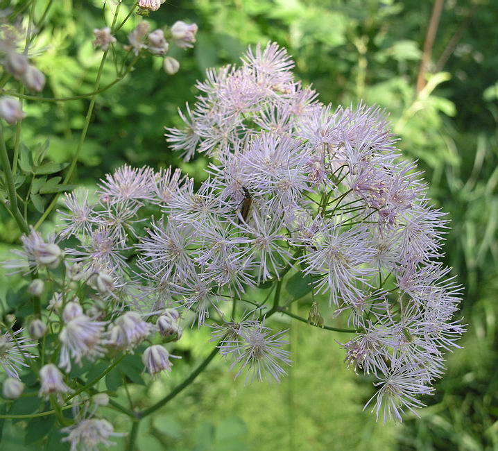 Изображение особи Thalictrum aquilegiifolium.