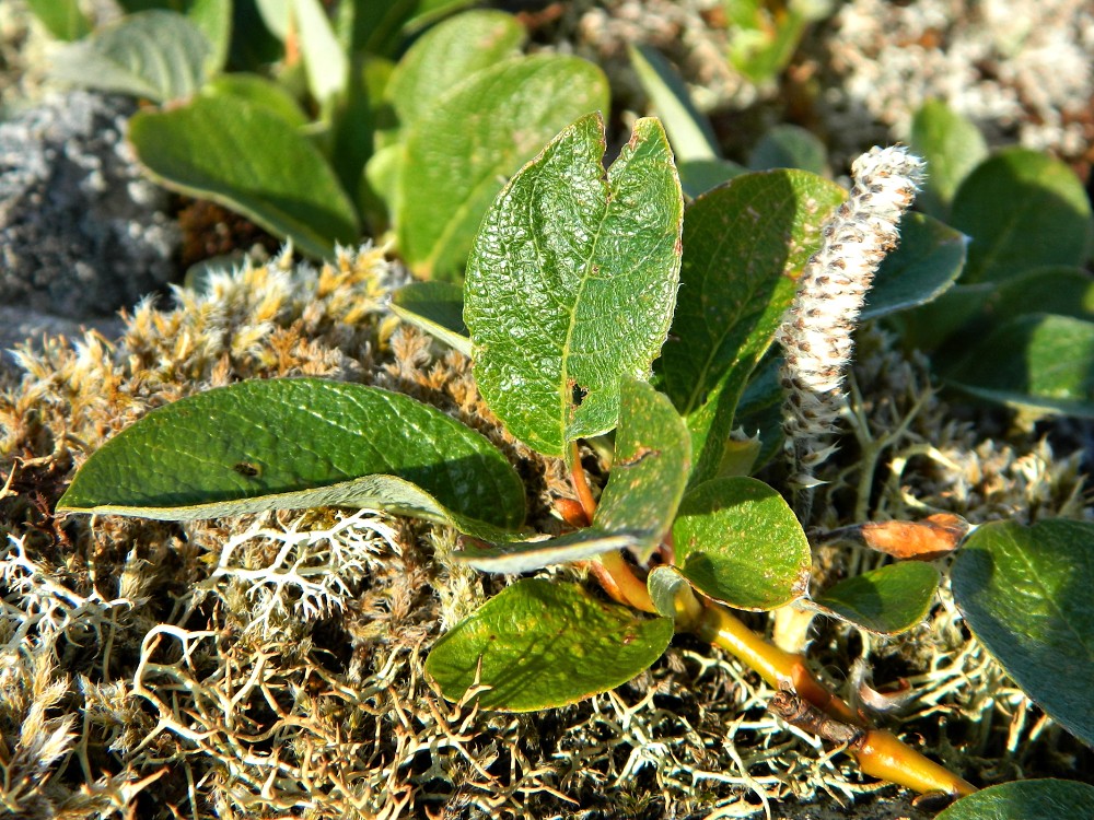 Image of Salix arctica specimen.
