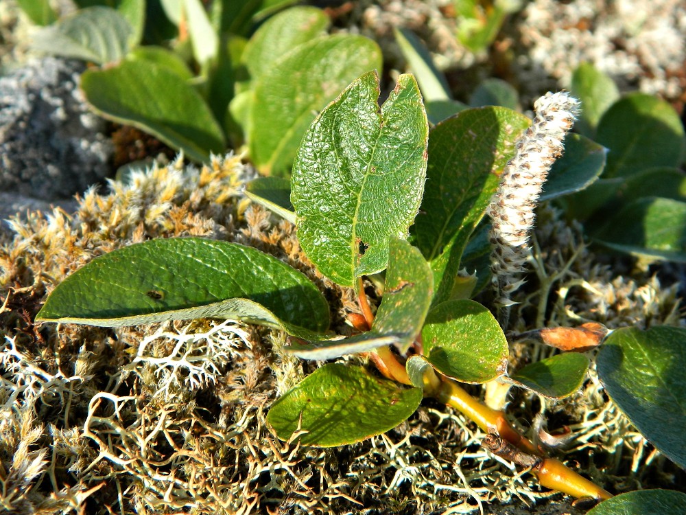 Изображение особи Salix arctica.