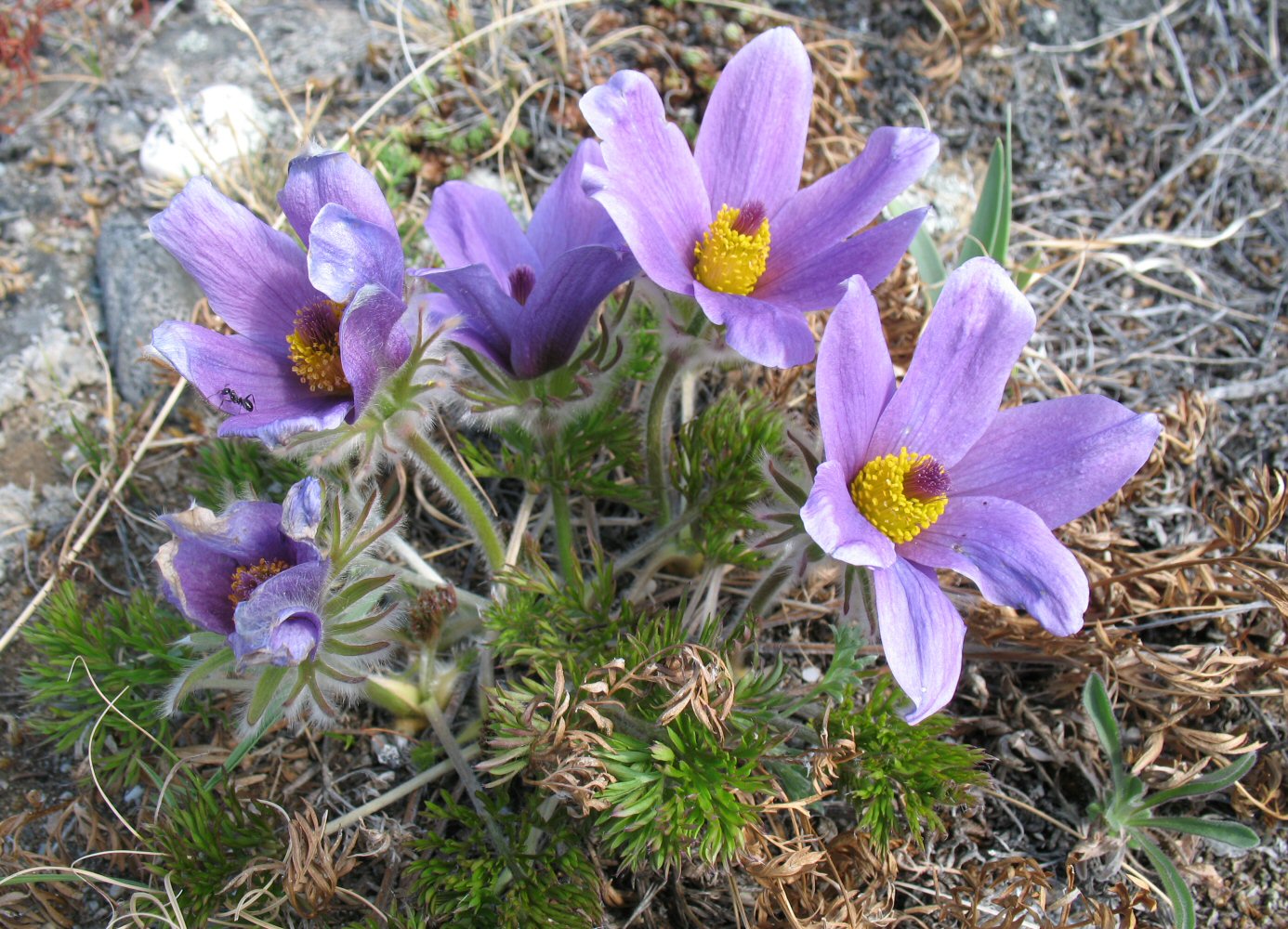 Изображение особи Pulsatilla turczaninovii.