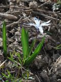 Scilla puschkinioides