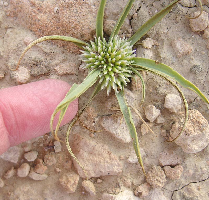 Image of Gymnarrhena micrantha specimen.