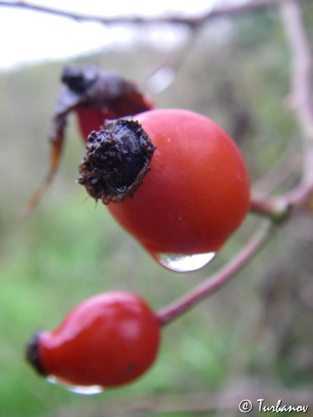 Image of Rosa canina specimen.