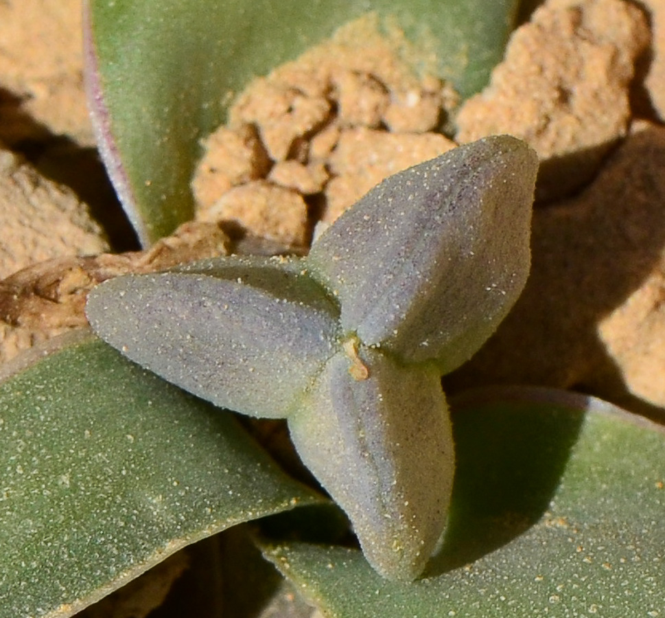 Image of Bellevalia desertorum specimen.