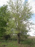 Ulmus pumila