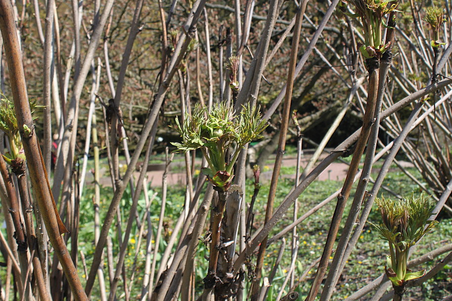 Image of Paeonia delavayi specimen.