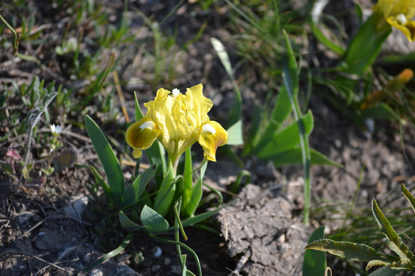 Изображение особи Iris pumila.