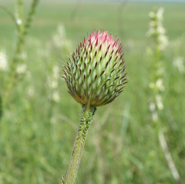 Image of genus Carduus specimen.