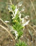 Stachys recta. Верхняя часть цветущего побега. Ростовская обл., Куйбышевский р-н, окр. с. Лысогорка, меловой склон. 28.05.2013.