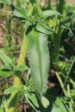 Echium vulgare