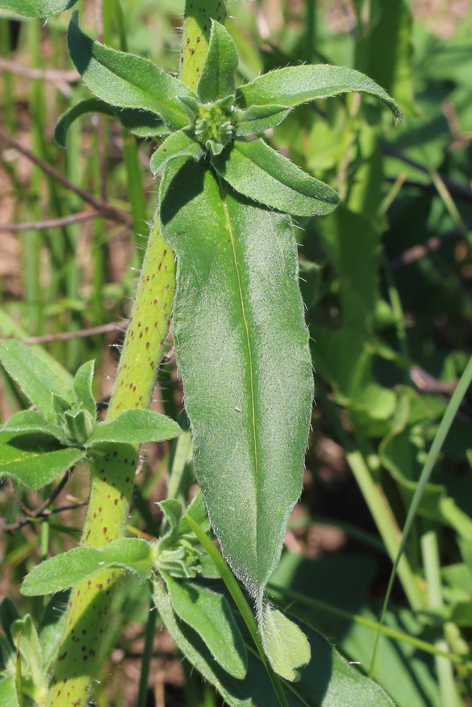 Изображение особи Echium vulgare.