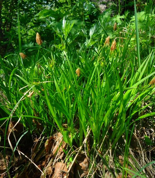 Image of Carex longirostrata specimen.