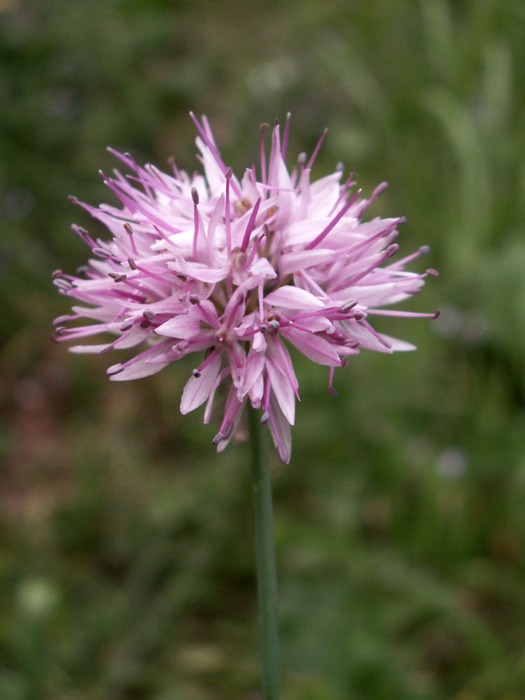 Image of Allium amblyophyllum specimen.