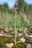 Neotinea ustulata. Цветущее растение (высота - 15 см, длина соцветия - 3,5 см). Тверская область, Вышневолоцкий район, луг с каменистой почвой. 29 июня 2012 г.