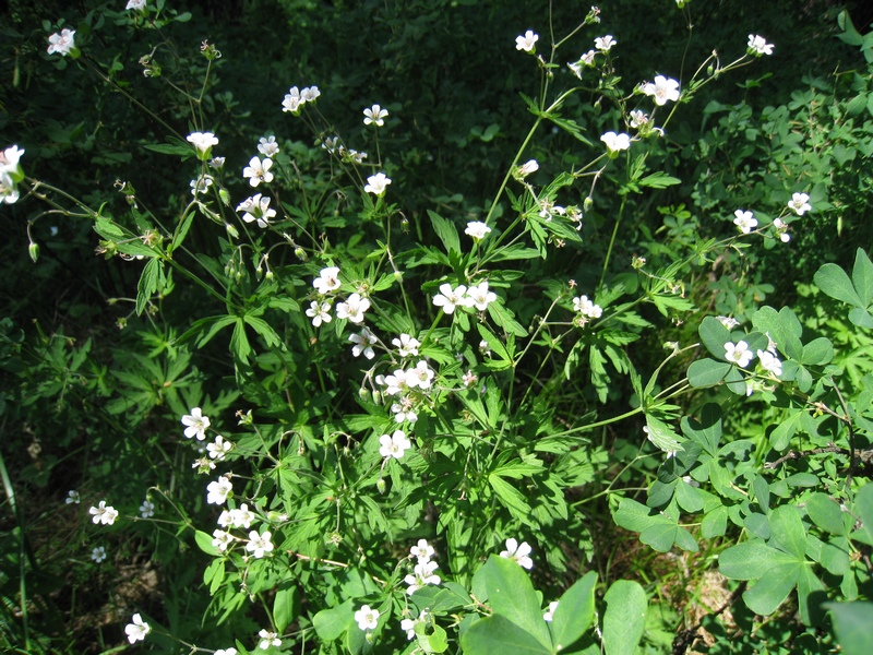 Изображение особи Geranium asiaticum.