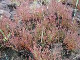 Salicornia perennans