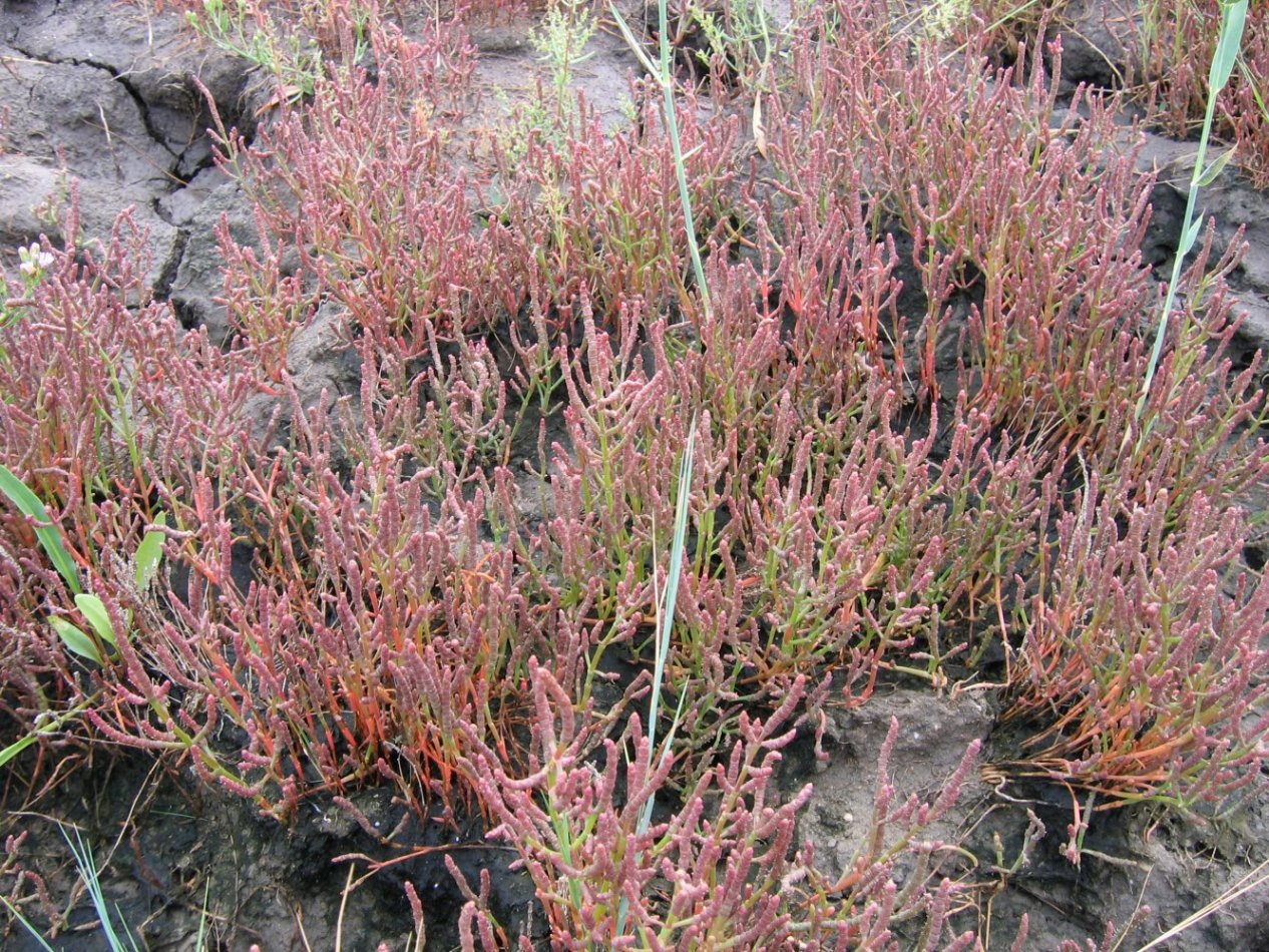 Изображение особи Salicornia perennans.