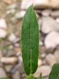 Epilobium villosum. Лист. Краснодарский край, Крымский р-н, окр. станицы Неберджаевская, р. Богого. 17.09.2013.