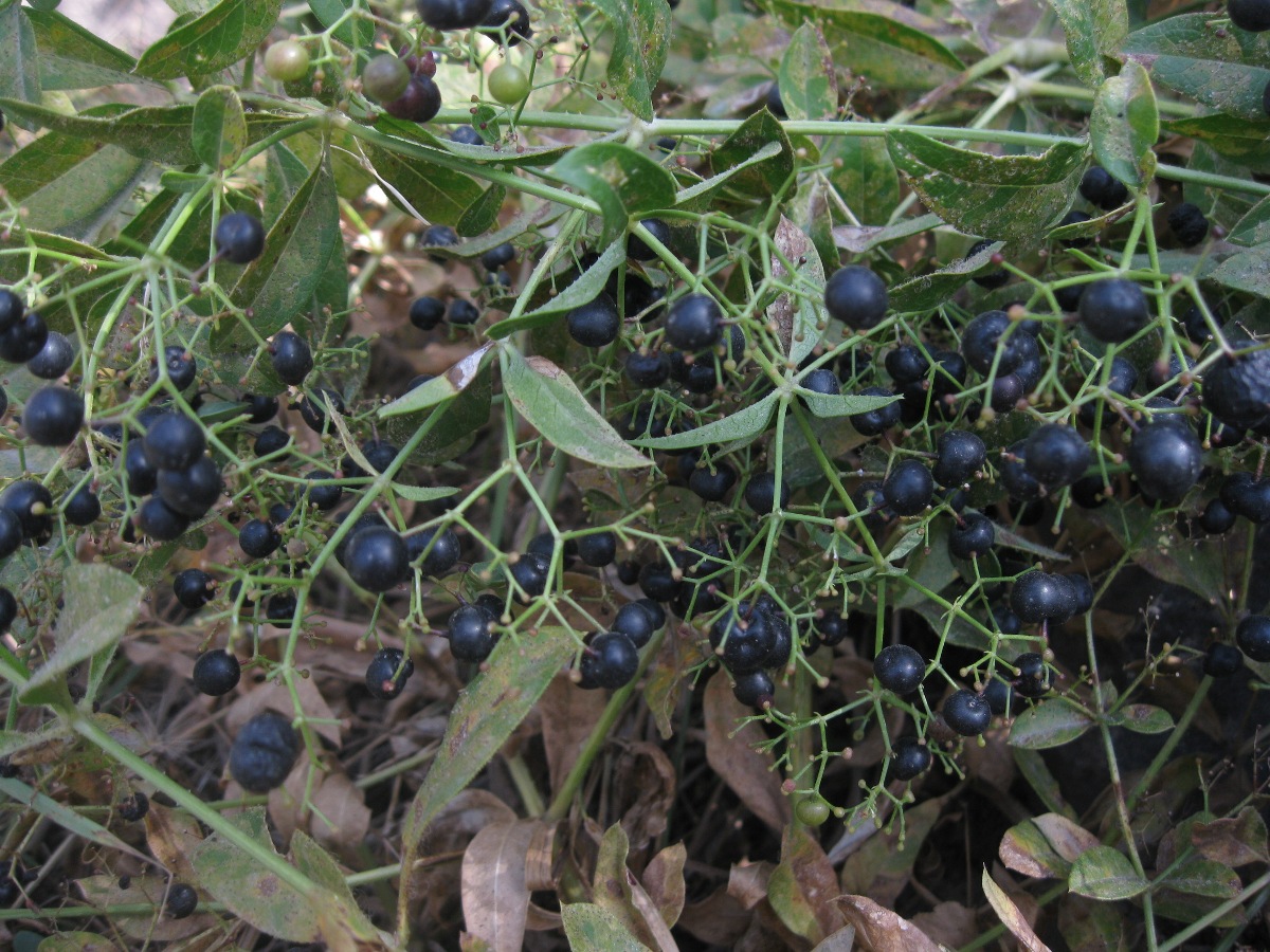 Image of Rubia tinctorum specimen.