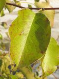 Image of taxon representative. Author is Татьяна Винокурова