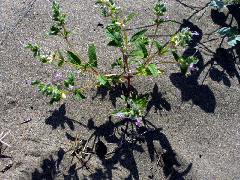 Изображение особи Chamaesphacos ilicifolius.