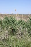 Phragmites altissimus. Молодые и прошлогодние сухие побеги с соплодиями. Южный Казахстан, восточная граница пустыни Кызылкум. 06.05.2013.