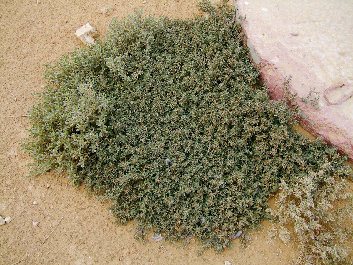 Image of Atriplex semibaccata specimen.