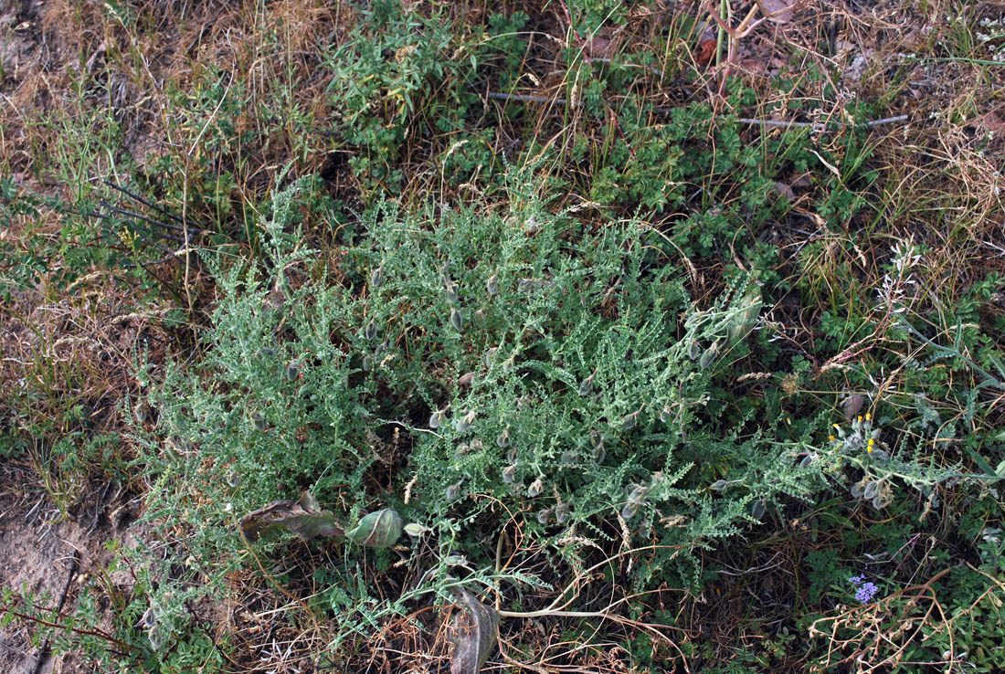 Image of Cicer songaricum specimen.