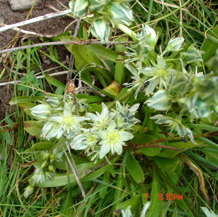 Изображение особи Swertia marginata.