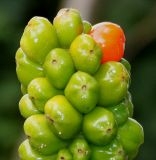 Arum italicum. Верхняя часть зреющего соплодия. Германия, г. Дюссельдорф, Ботанический сад университета. 14.08.2013.