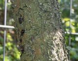 Persica vulgaris. Нижняя часть ствола. Германия, г. Дюссельдорф, Ботанический сад университета. 04.09.2013.