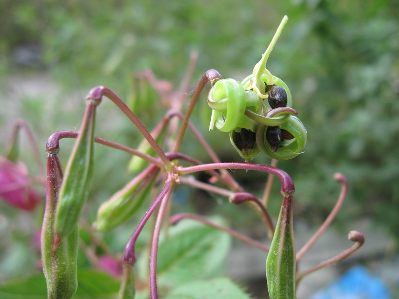 Image of Impatiens glandulifera specimen.