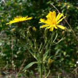 Hieracium umbellatum. Верхушка расцветающего растения. Свердловская обл., окр. г. Североуральск, район скал Грюнвальдта, обочина дороги. 04.08.2013.