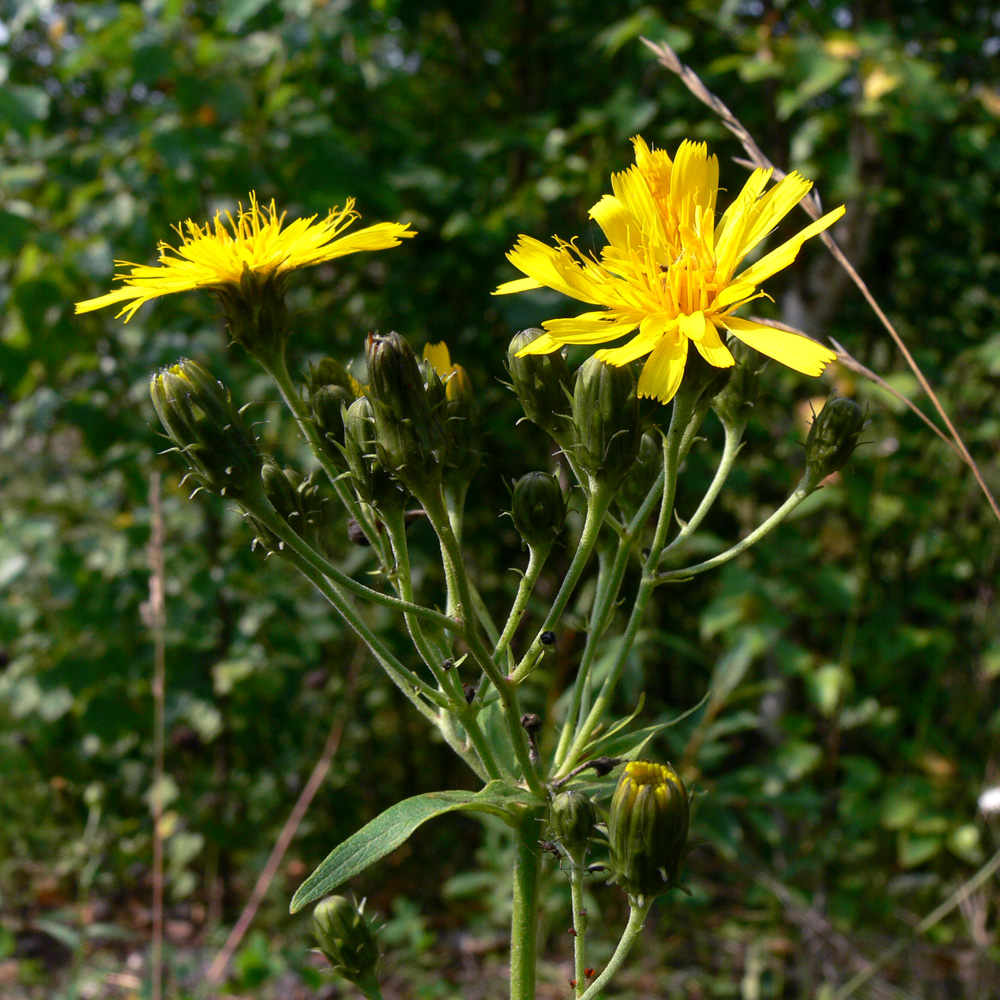Изображение особи Hieracium umbellatum.