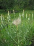 Tragopogon dubius subspecies major