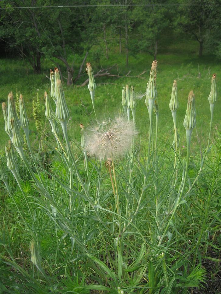 Image of Tragopogon dubius ssp. major specimen.