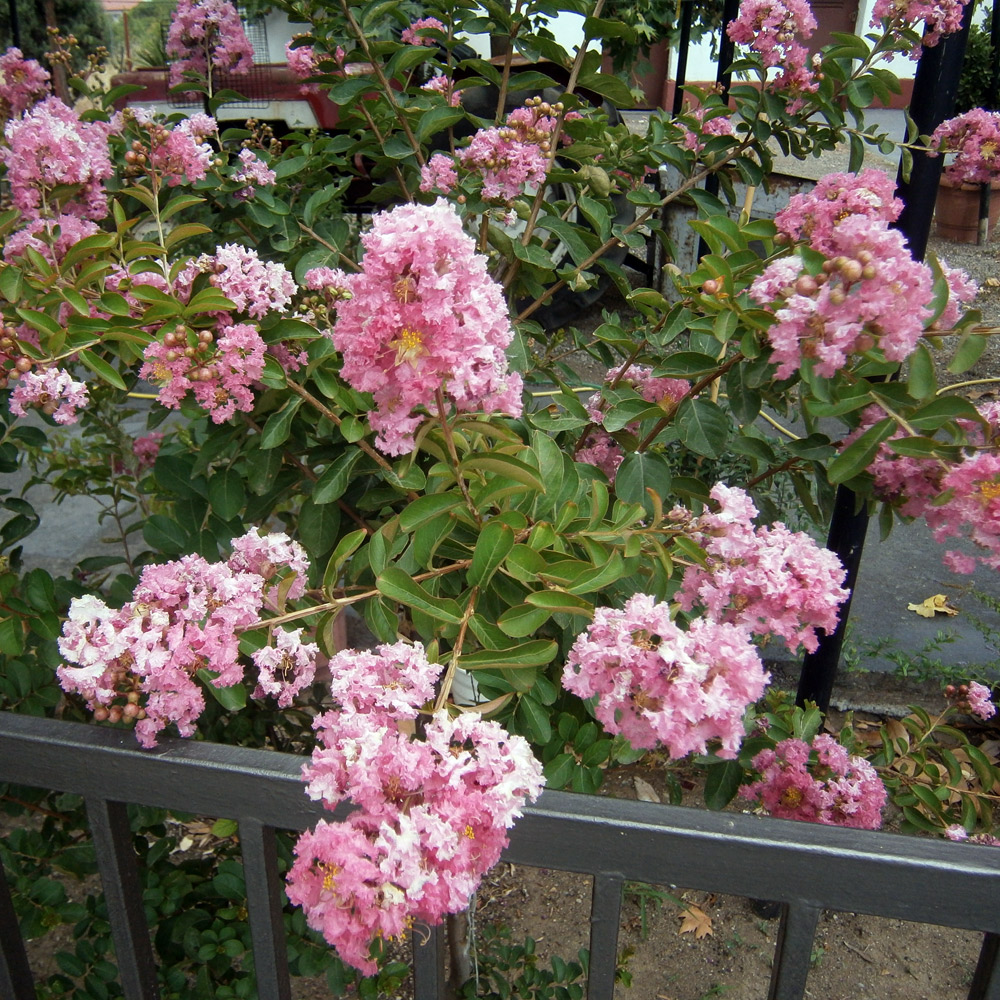 Image of Lagerstroemia indica specimen.