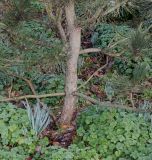 род Pinus. Нижняя часть растения. Германия, г. Дюссельдорф, Ботанический сад университета. 02.03.2014.