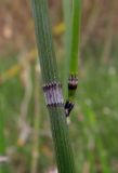 Equisetum hyemale. Развитие бокового побега при повреждении верхушки. Беларусь, г. Гродно, лесомассив Пышки. 22.03.2014.