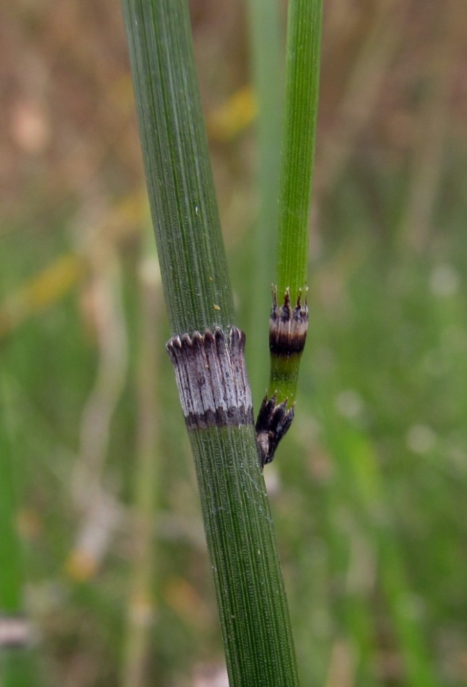 Изображение особи Equisetum hyemale.