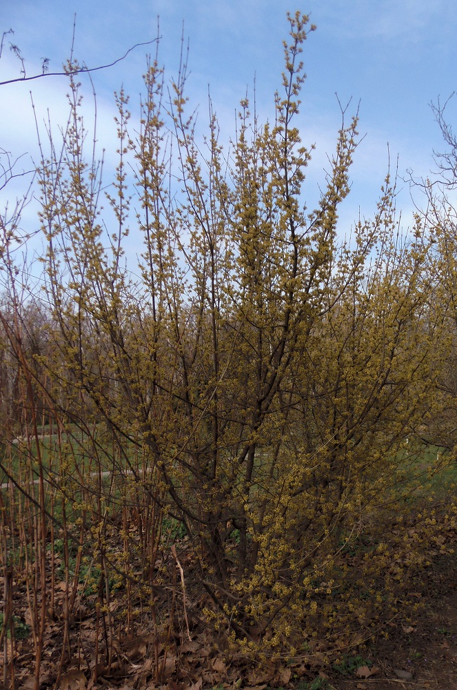 Image of Cornus mas specimen.