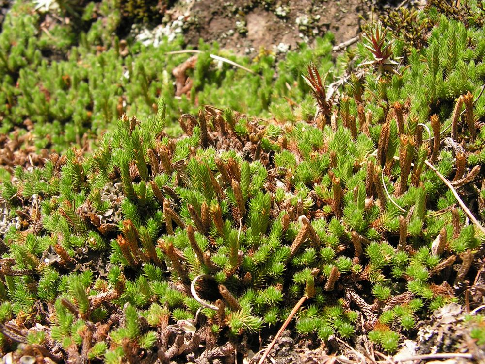 Изображение особи Selaginella rupestris.