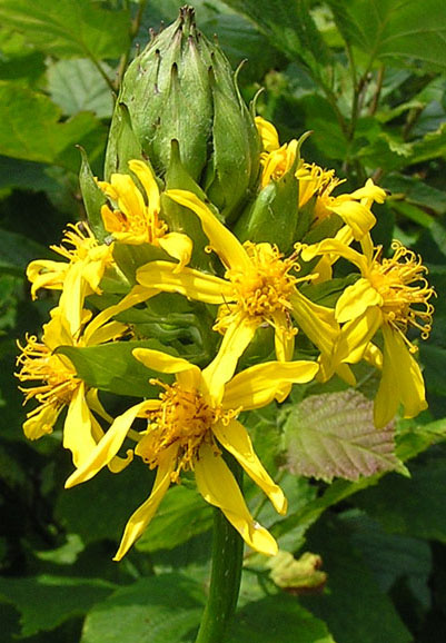 Изображение особи Ligularia splendens.