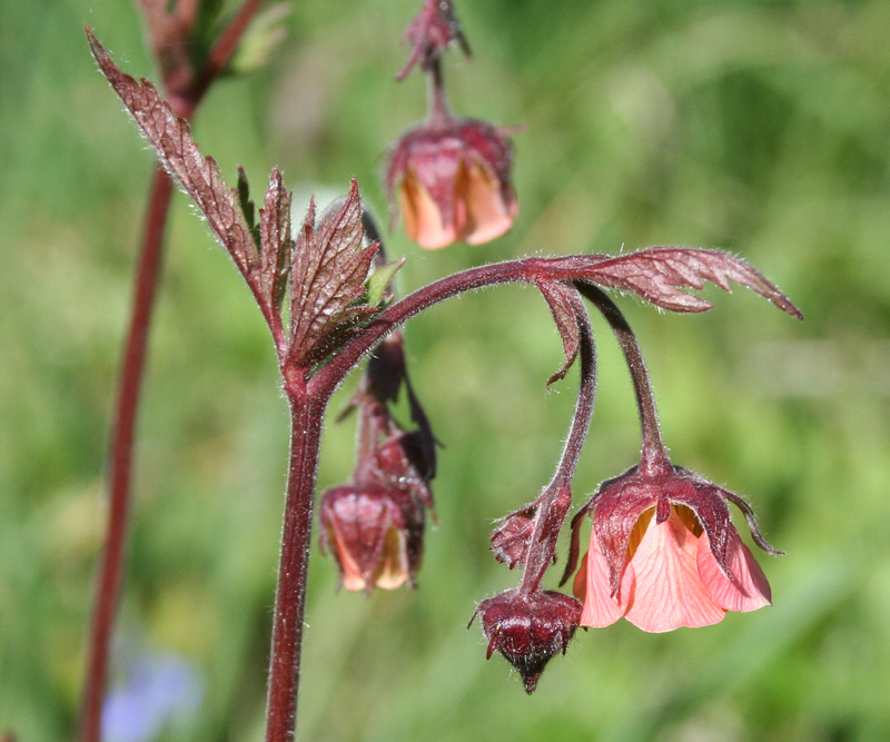 Image of Geum rivale specimen.