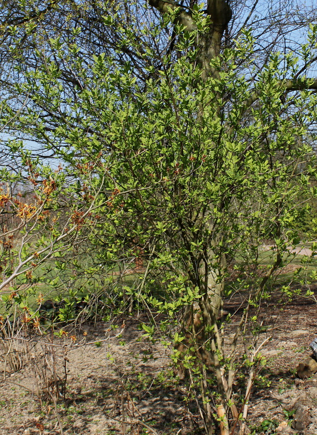 Изображение особи Exochorda racemosa.