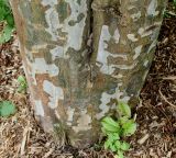 Parrotia persica. Комлевая часть двухствольного растения. Германия, г. Дюссельдорф, Ботанический сад университета. 28.04.2014.