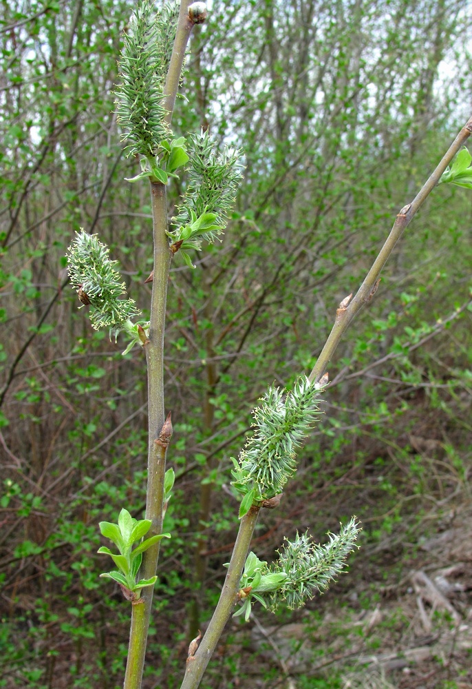 Image of Salix cinerea specimen.