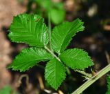 Rubus canescens