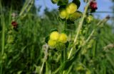 Cynoglossum officinale